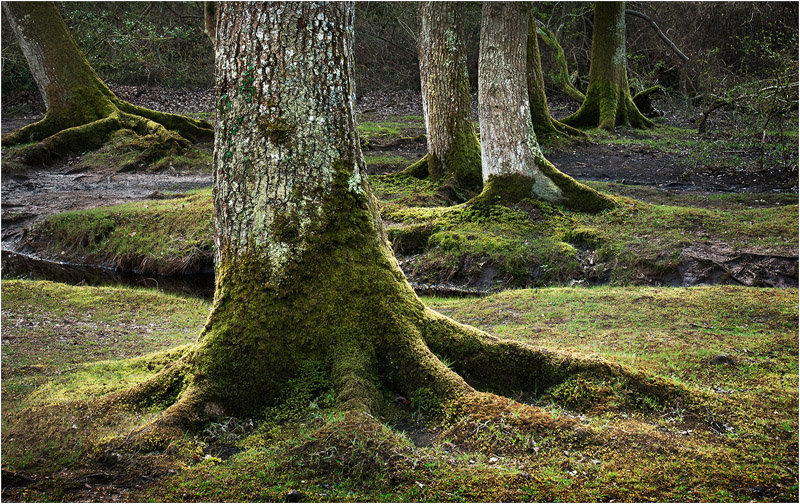 New Forest Tree Roots.jpg - 03 - Open